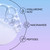 Ingredient. Hyaluronic acid, Niacinamide, Peptides